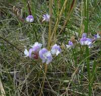 Imagem de Astragalus silvisteppaceus Knjaz.