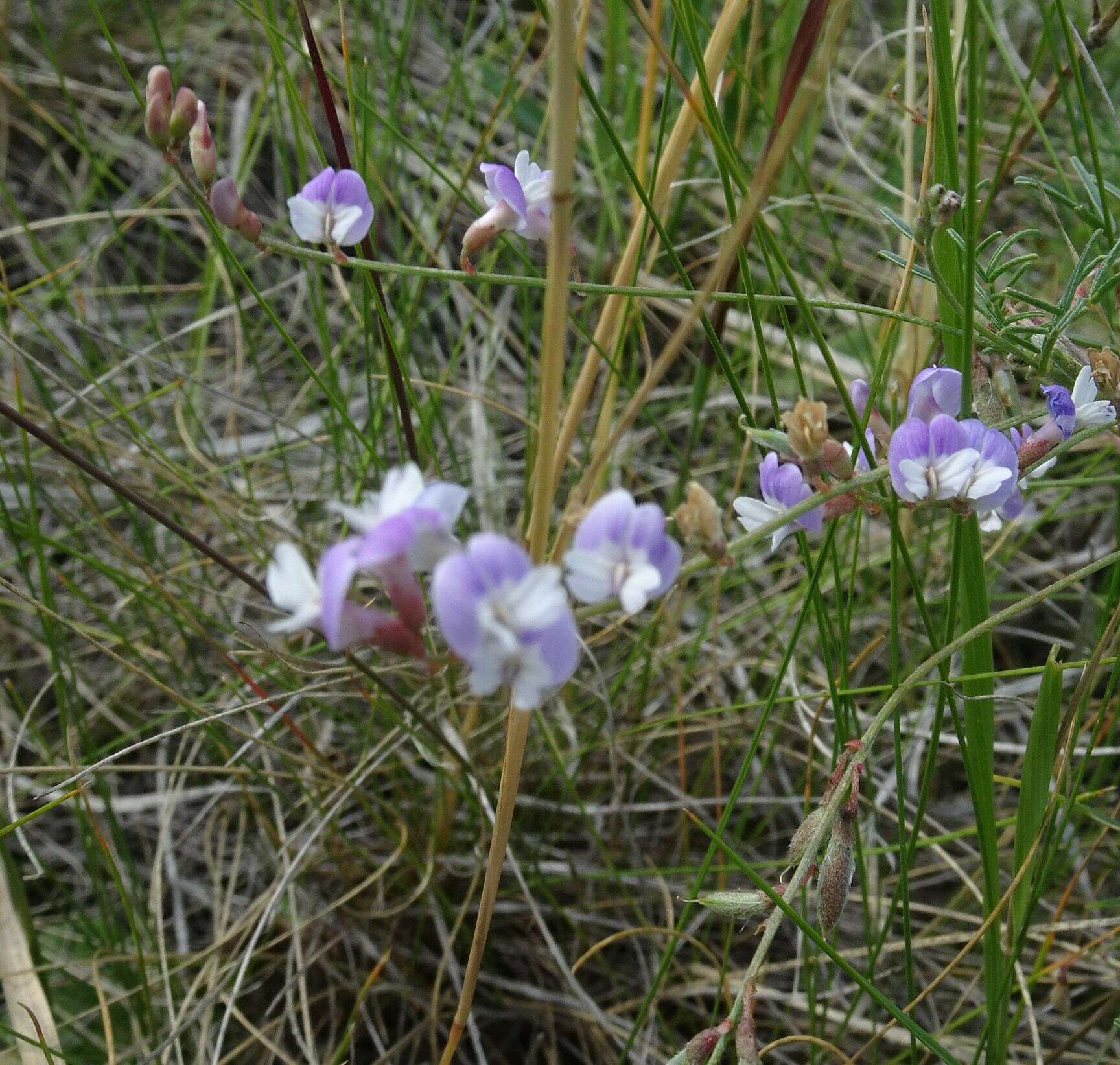 صورة Astragalus silvisteppaceus Knjaz.