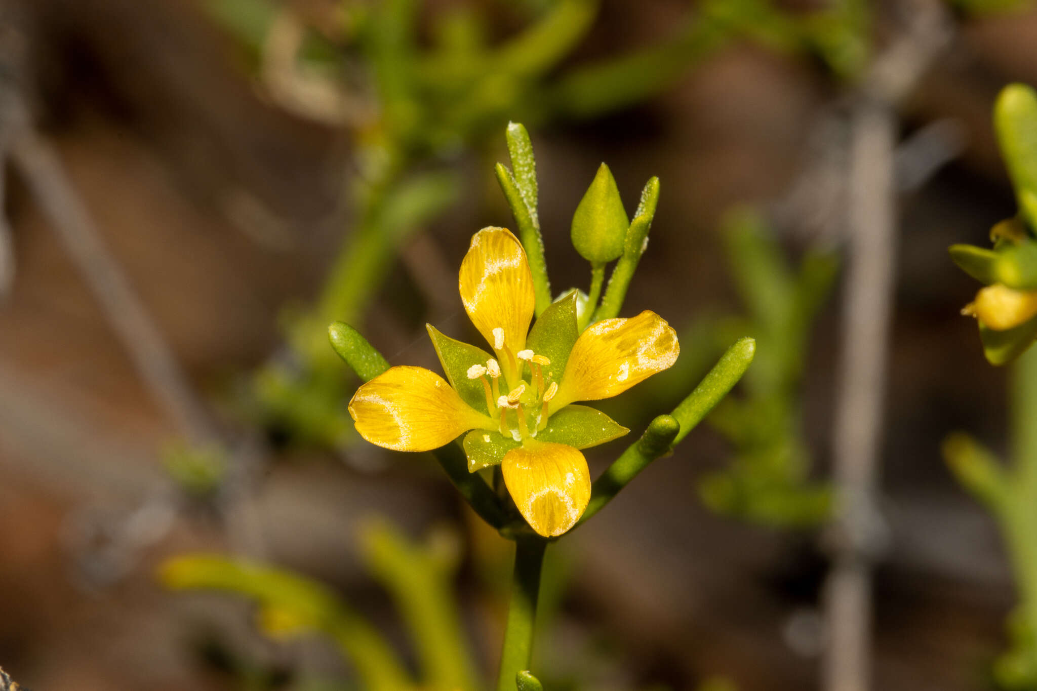 Image of Roepera aurantiaca Lindl.