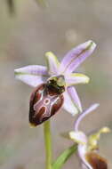 Image of Ophrys arachnitiformis Gren. & Philippe