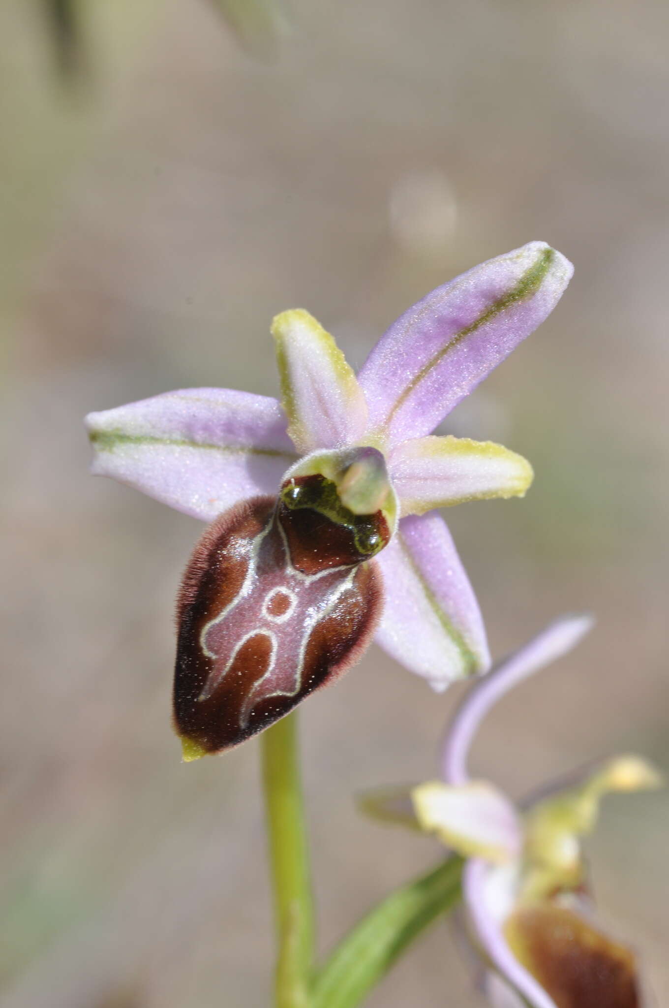 Image of Ophrys arachnitiformis Gren. & Philippe