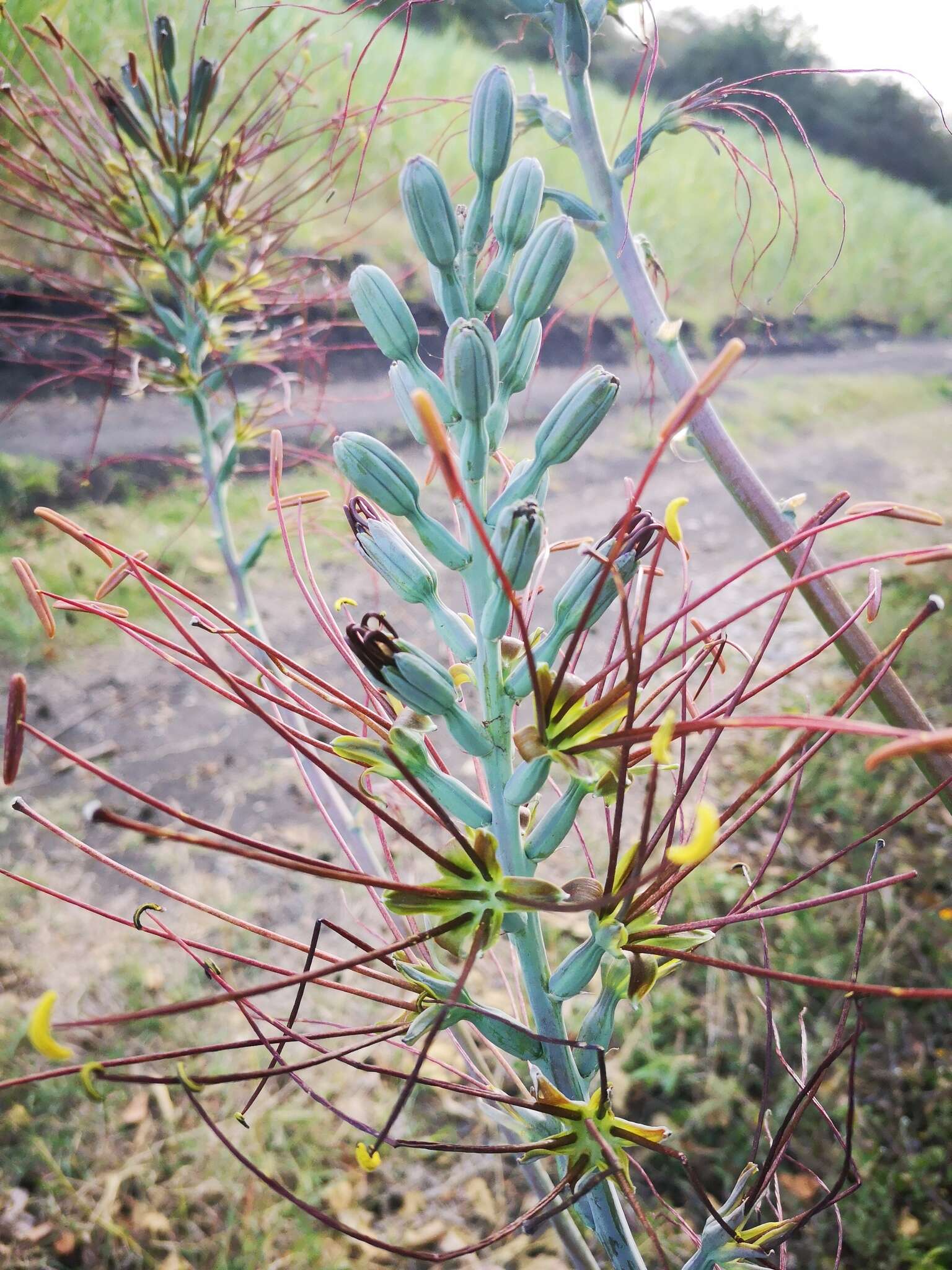 Image of mottled tuberose