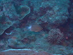 Image of Ovate chromis