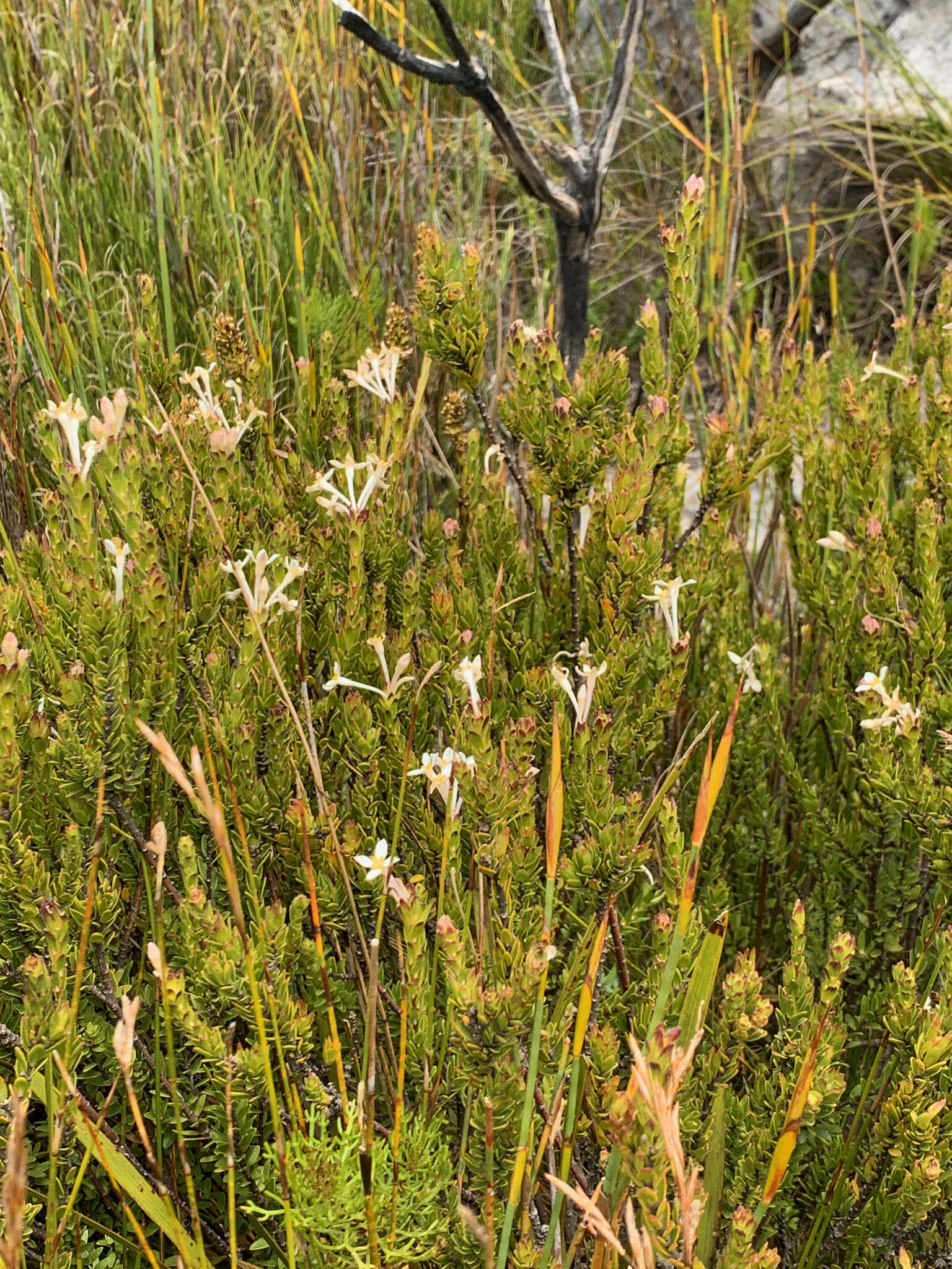 Plancia ëd Gnidia tomentosa L.