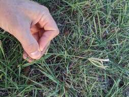 Image of Fringed Windmill Grass