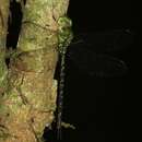 Image of Black-kneed Dusk-hawker