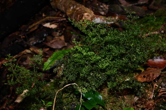 Image de Hymenophyllum fimbriatum J. Sm.