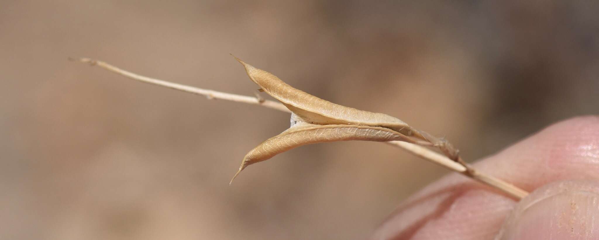 Image of Spring Mountain milkvetch