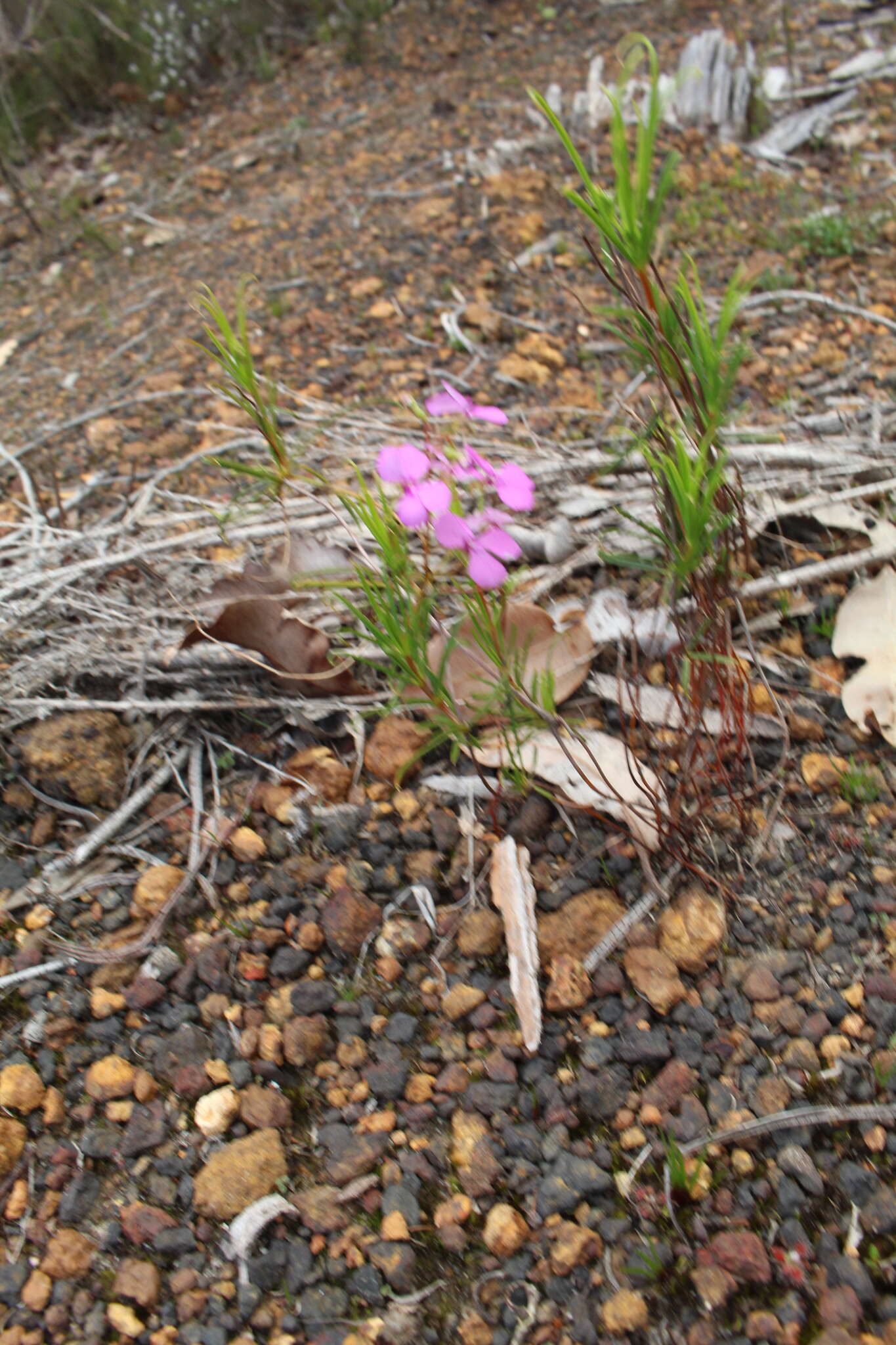 Image de Stylidium scandens R. Br.