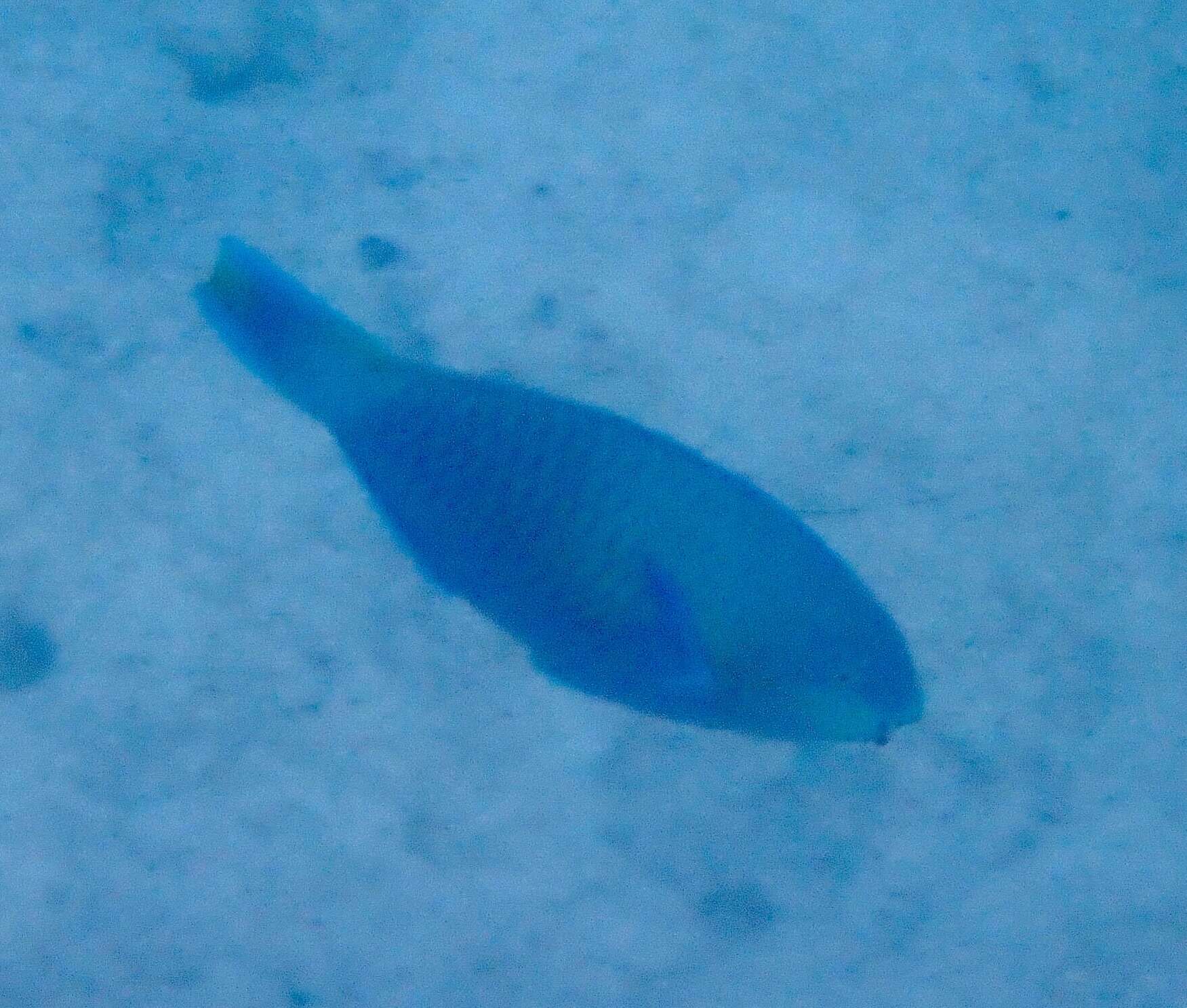 Image of Green-blotched parrotfish