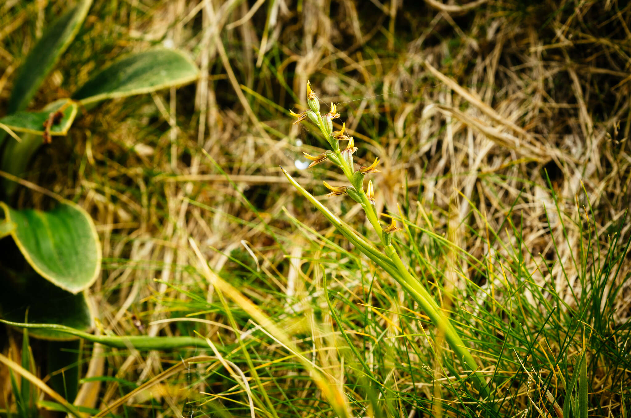 Imagem de Prasophyllum colensoi Hook. fil.