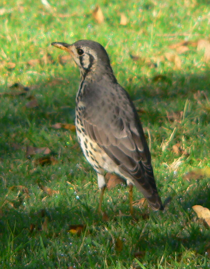 Image of Turdus litsitsirupa litsitsirupa (Smith & A 1836)