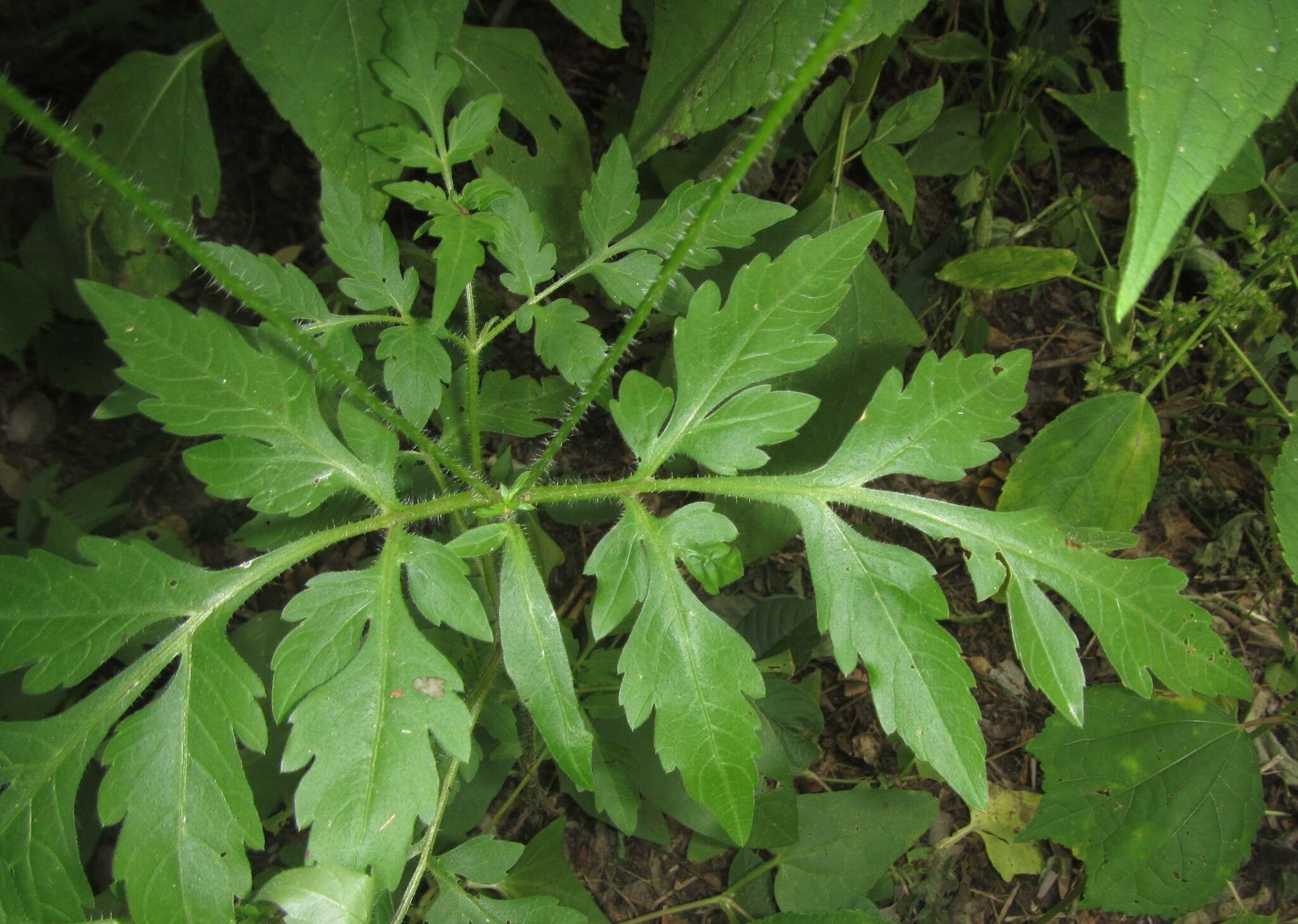 Image of Munondo bur-marigold