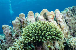 Image of Acropora arabensis Hodgson & Carpenter 1995