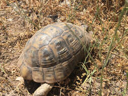 Image of Mediterranean Spur-thighed Tortoise