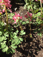 Image of Corydalis solida subsp. solida