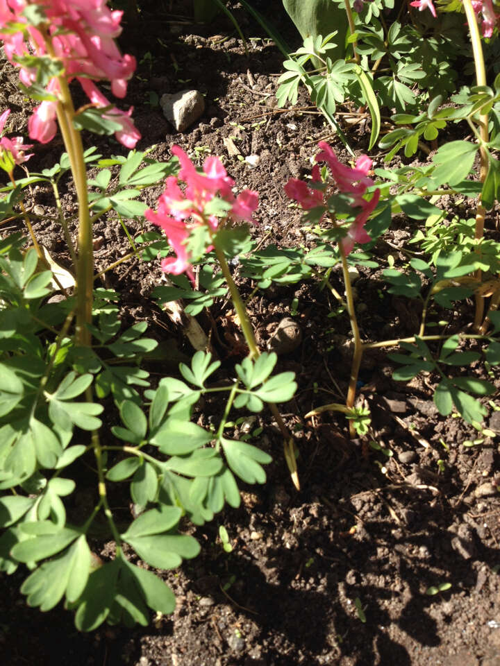 Plancia ëd Corydalis solida subsp. solida