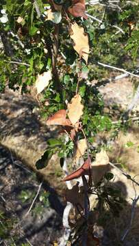 Image of Dioscorea pteropoda Boivin ex H. Perrier