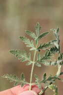 Image of Lisaea strigosa (Banks & Sol.) Eig