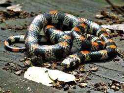 Image of Black-banded Snake