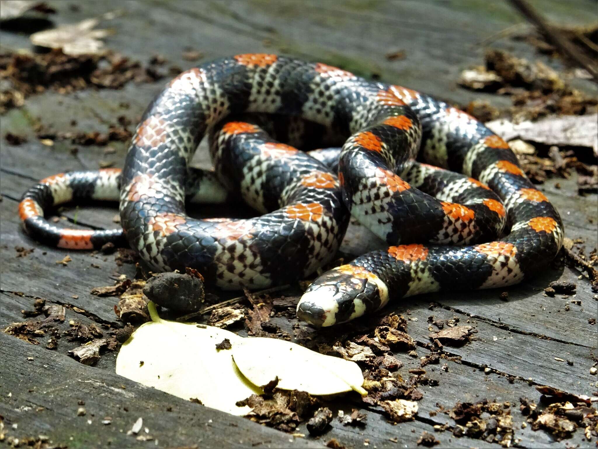 Image of Black-banded Snake