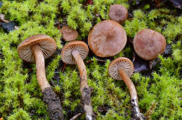 Image of <i>Pseudolaccaria pachyphylla</i>