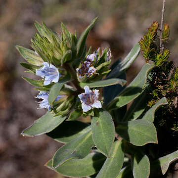 Image of Lobostemon montanus (DC.) Buek