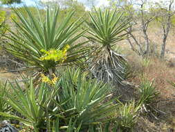 Image of Agave karwinskii Zucc.