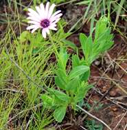 Image de Dimorphotheca spectabilis Schltr.