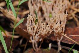 Image of Artomyces austropiperatus Lickey 2003