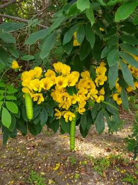 Image of limestone senna