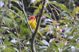 Image of Red-headed Tanager