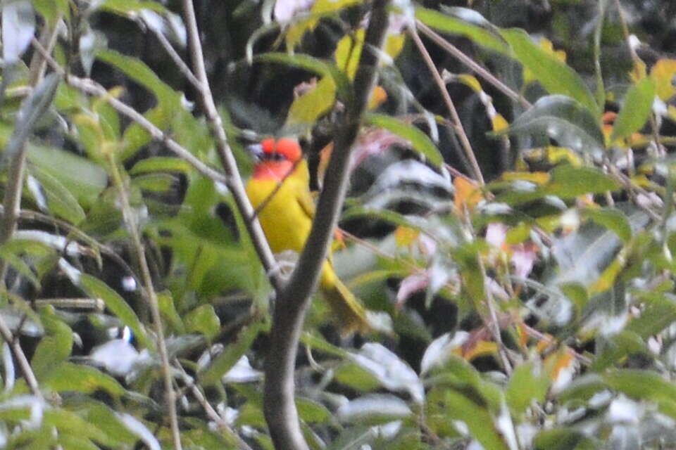 Image of Red-headed Tanager