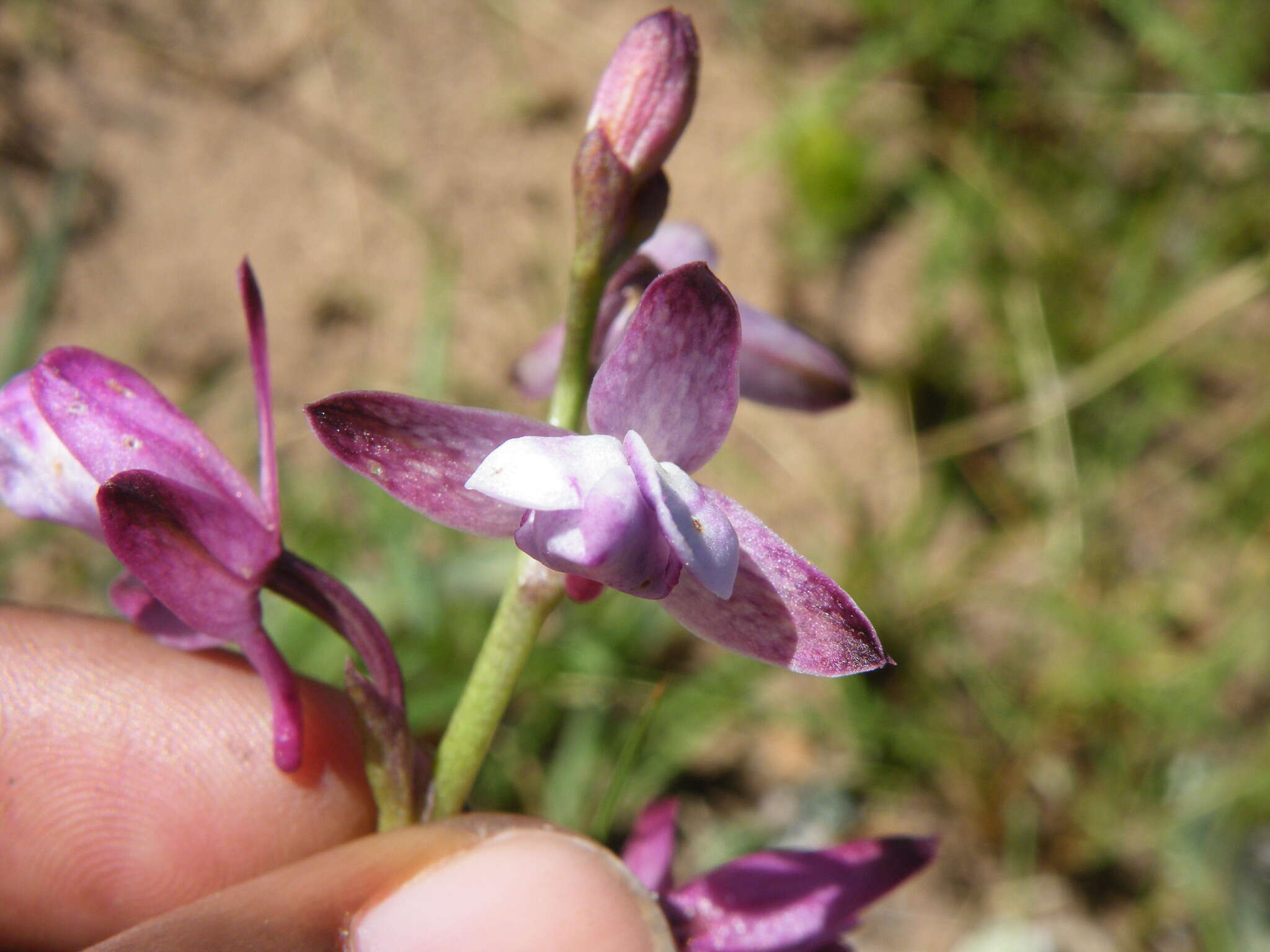 Image de Eulophia hians var. hians