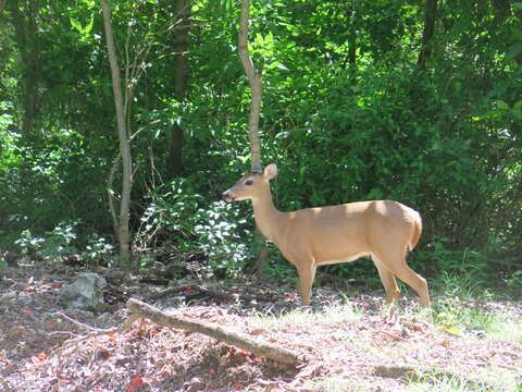 Plancia ëd Odocoileus virginianus chiriquensis J. A. Allen 1910