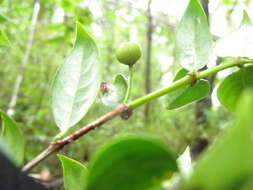 Image of Gaertnera pauciflora Malcomber & A. P. Davis