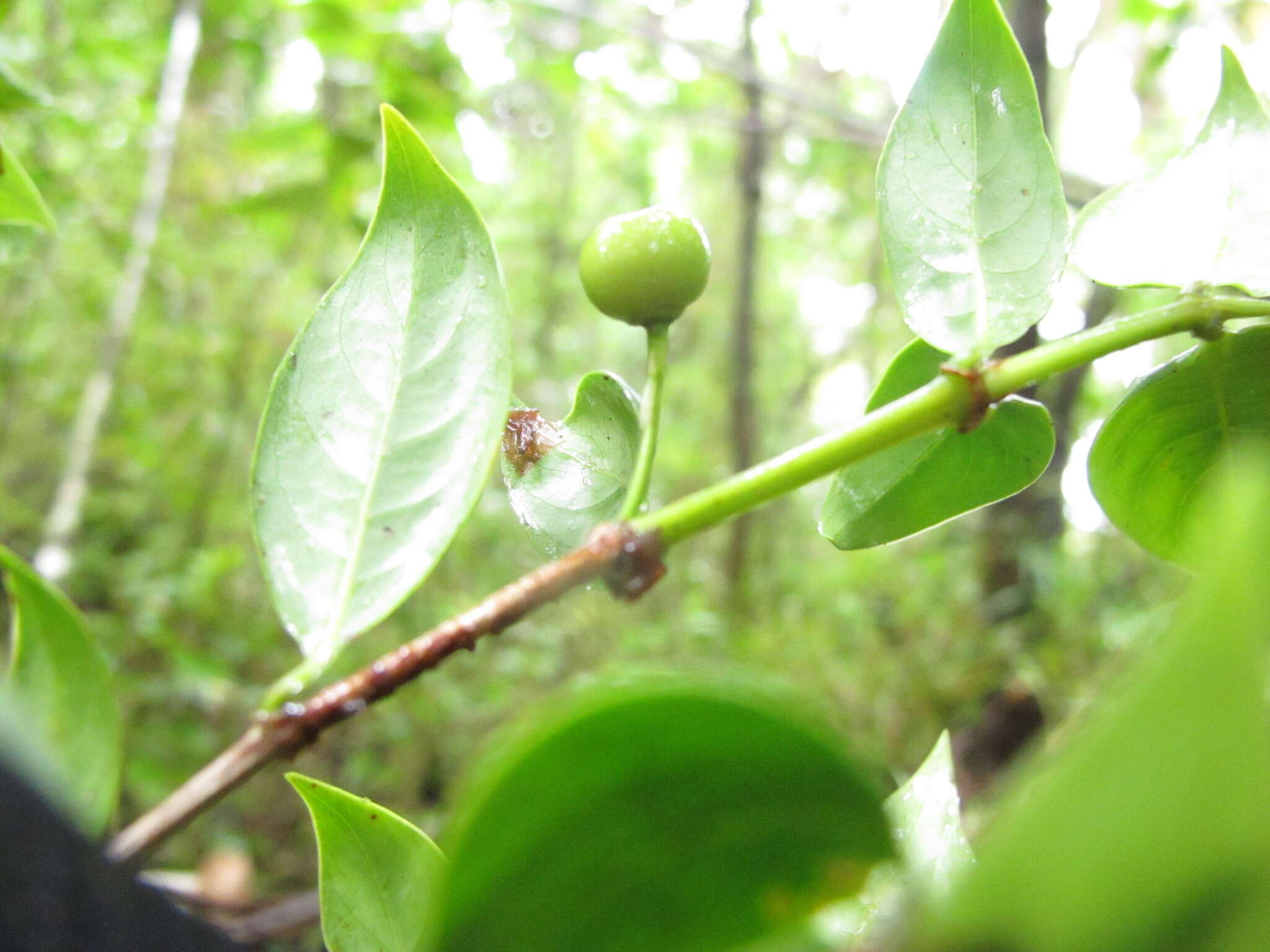 Image of Gaertnera pauciflora Malcomber & A. P. Davis