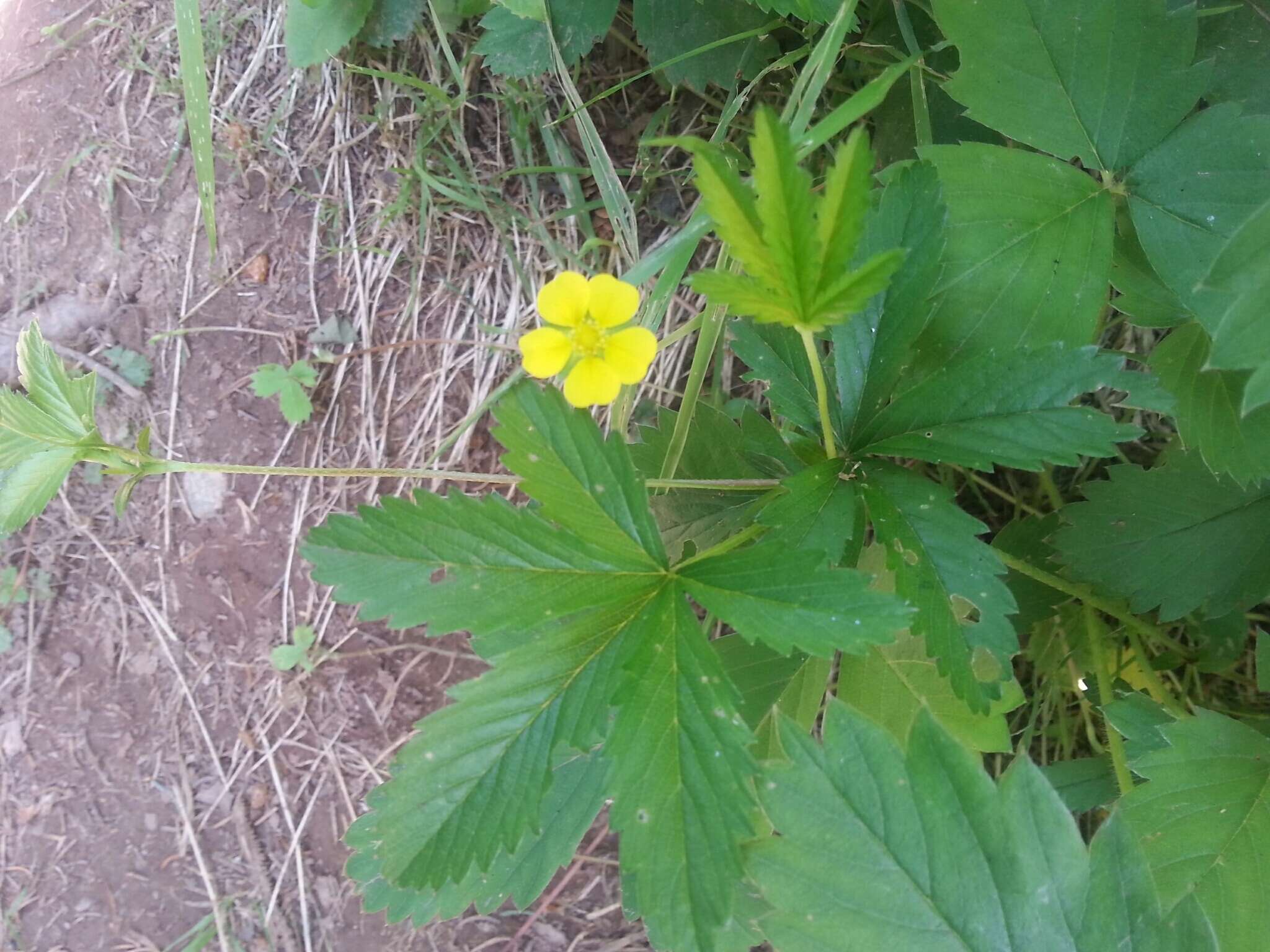 Image of common cinquefoil