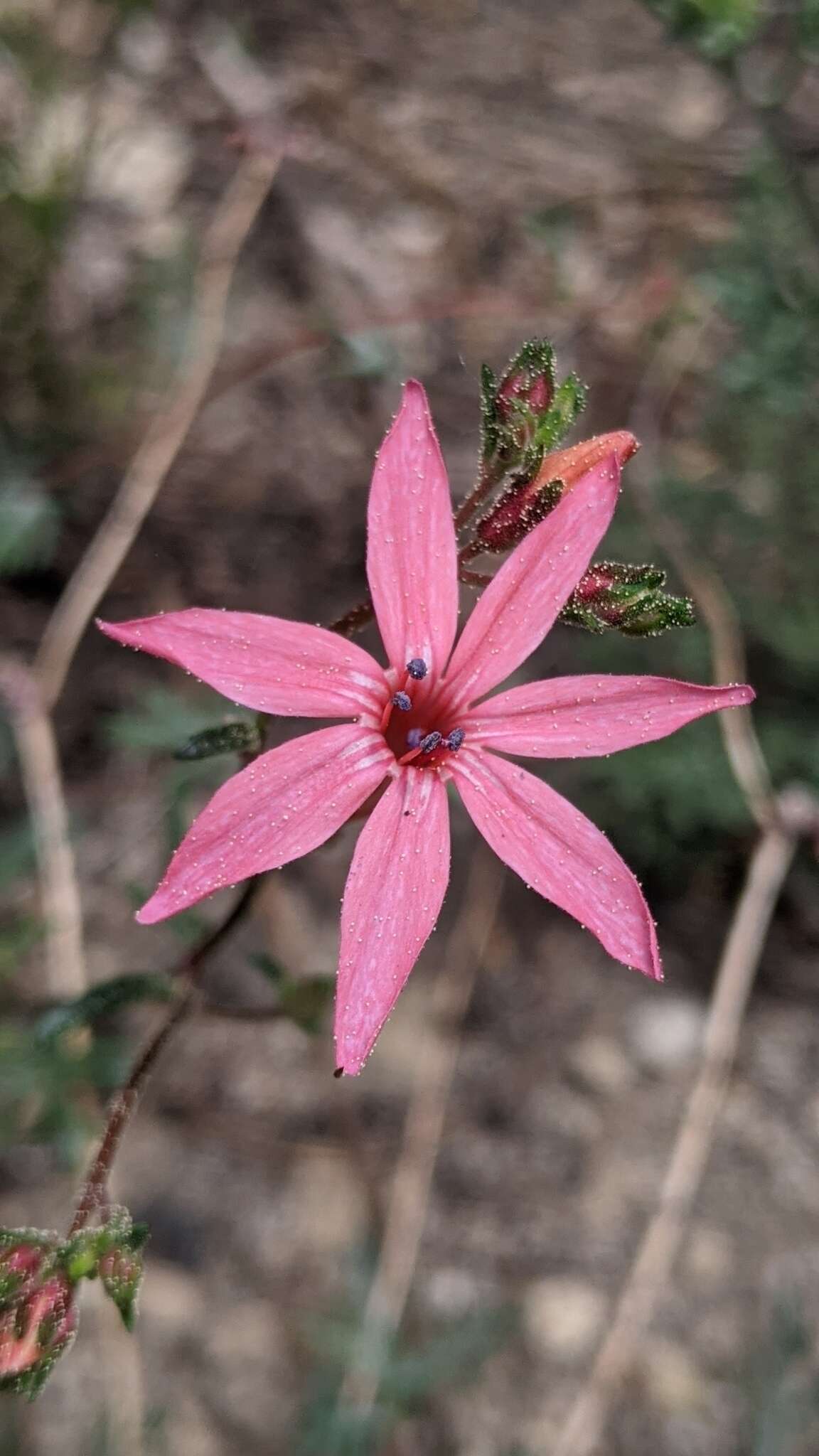 Image of scarlet gilia