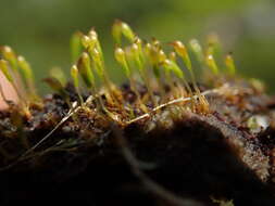 Image of Boas' trematodon moss