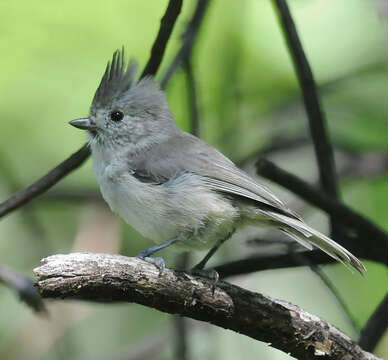 Image of Baeolophus inornatus cineraceus (Ridgway 1883)