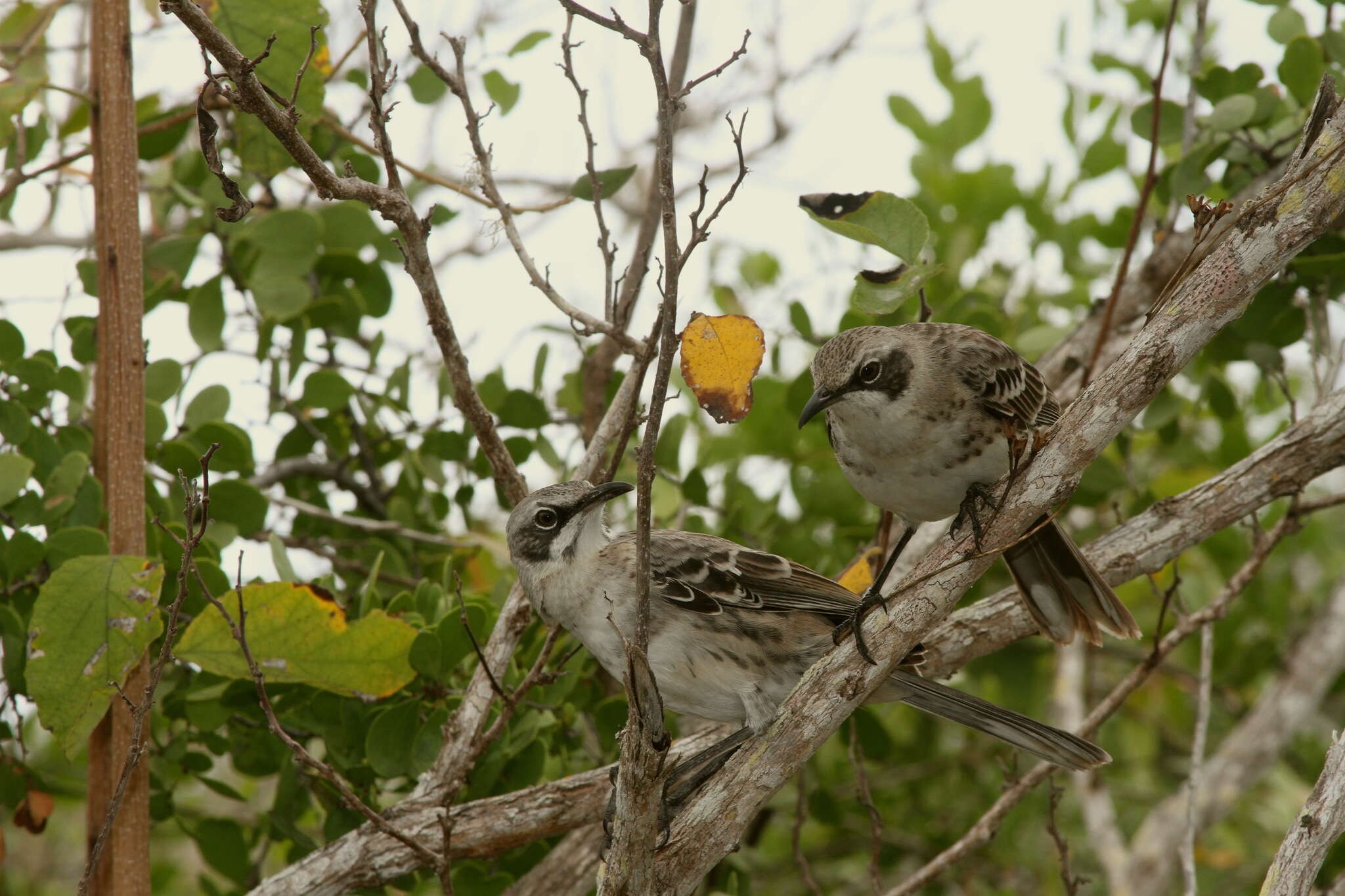 Image of San Cristobal Mockingbird