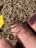 Image of Kern River evening primrose