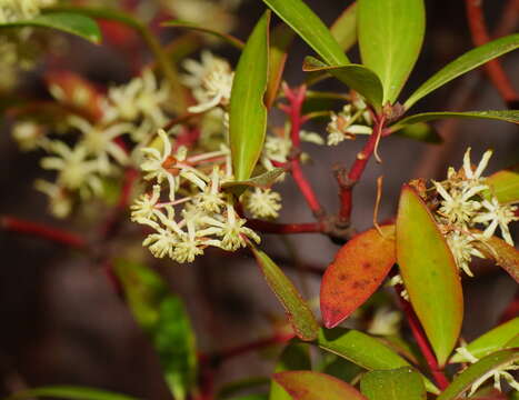 Image de Drimys aromatica (R. Br.) F. Müll.