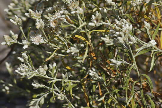 Image of rabbit-tobacco