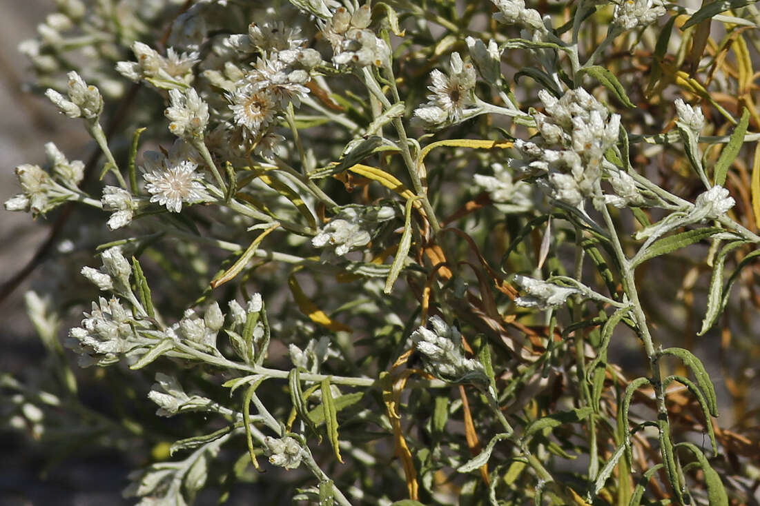 Imagem de Pseudognaphalium obtusifolium (L.) O. M. Hilliard & B. L. Burtt