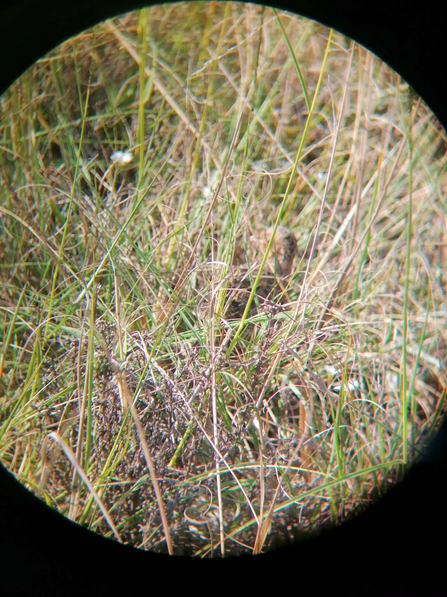 Image of Black-rumped Buttonquail