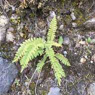 Image of Woodsia polystichoides D. C. Eat.