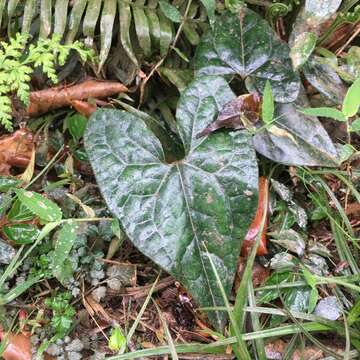 Image of Asarum macranthum Hook. fil.