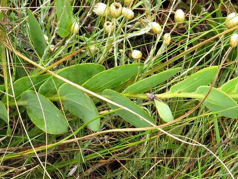 Image of Lopholaena disticha (N. E. Br.) S. Moore